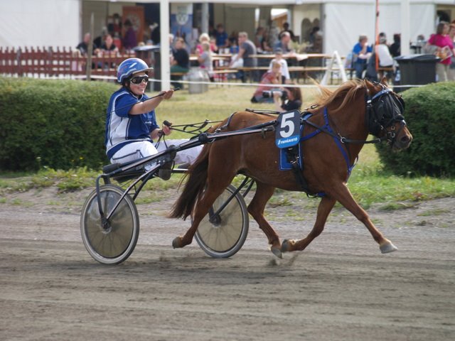 Dorindah Talli Poninhäntä shetlanninponi gotlanninruss raviponit raviponi