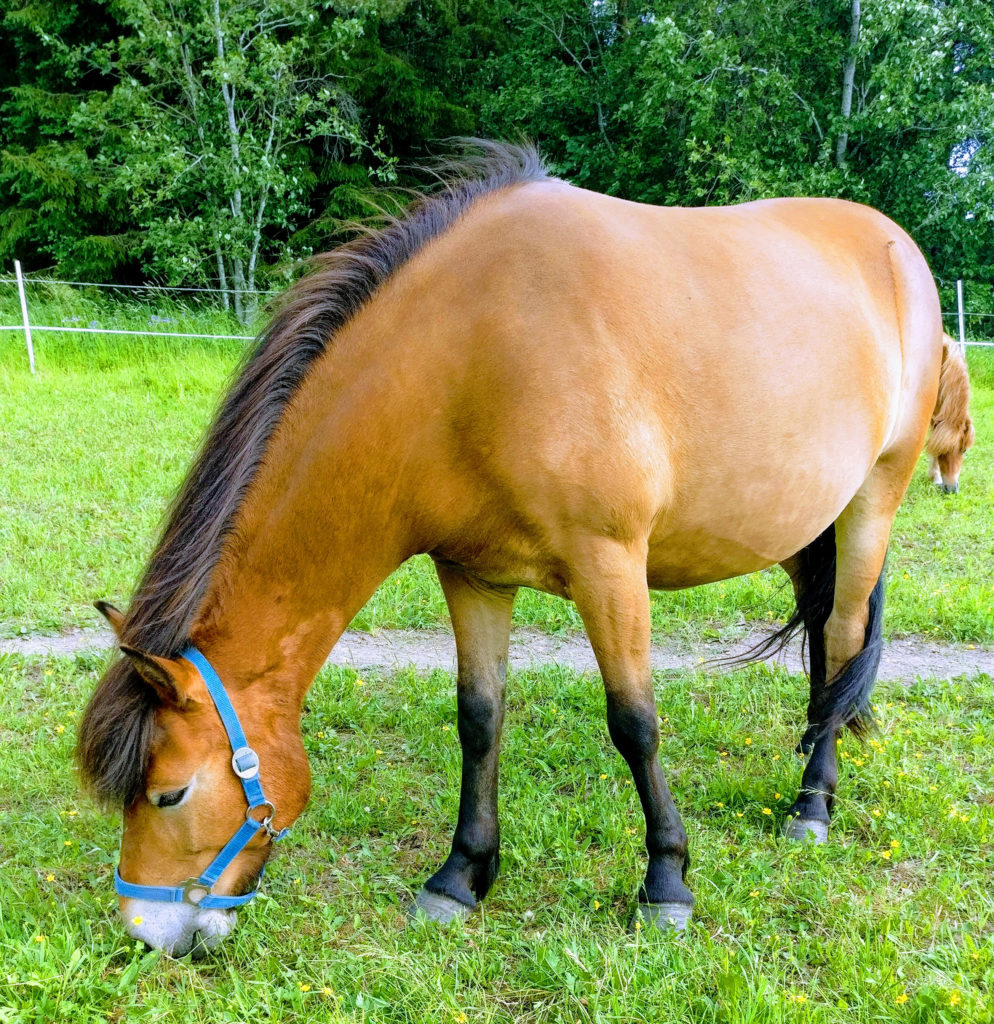 Smedens Zelda Talli Poninhäntä raviponi gotlanninruss