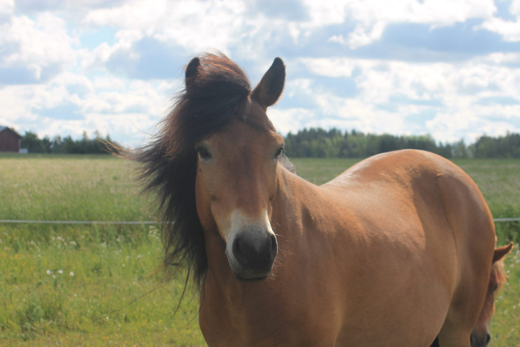 Smedens Zelda Talli Poninhäntä raviponi gotlanninruss